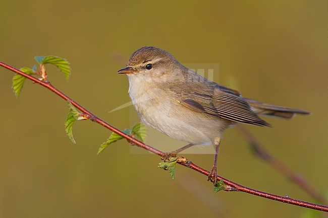 Willow Warbler - Fitis - Phylloscopus trochilus ssp. trochilus, Germany stock-image by Agami/Ralph Martin,