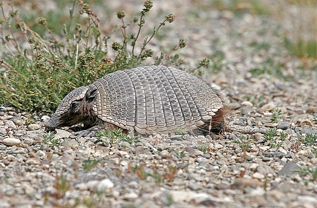 Pichi (Zaedyus pichiy) or dwarf armadillo stock-image by Agami/Pete Morris,