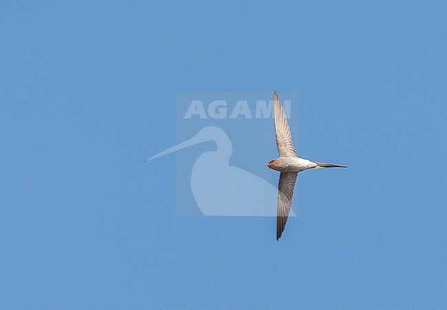 Adult Crested Treeswift (Hemiprocne coronata) in flight, seen from below. Very distinct in flight, with long, bowed wings and a deeply forked tail. stock-image by Agami/Marc Guyt,