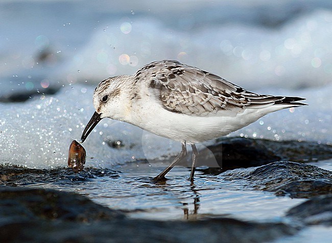 Juvenile Sanderling (Calidris alba), foraging on mussel on a basalt breakwater near Den Helder, Noord Holland. stock-image by Agami/Renate Visscher,