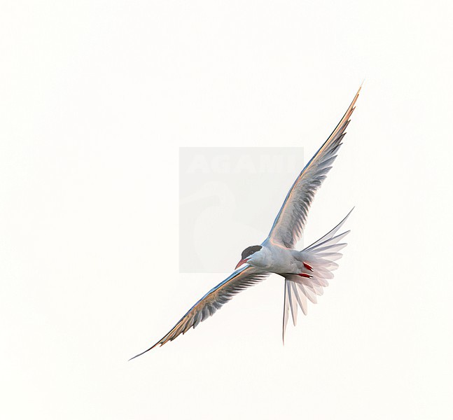 Adult Common Tern, Sterna hirundo, in flight. Fishing in the old Rhine outlet in the North Sea at Katwijk, Netherlands. stock-image by Agami/Marc Guyt,