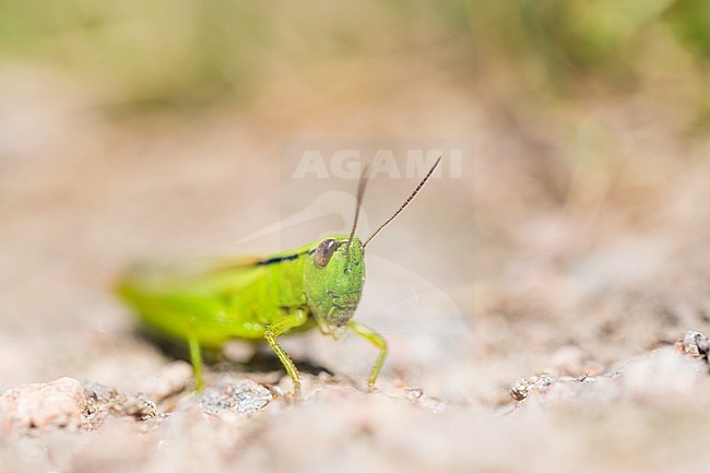 Mecostethus parapieurus - Leek Grasshopper - Lauchschrecke, Germany (Baden-Württemberg), imago stock-image by Agami/Ralph Martin,