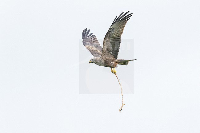 Zwarte Wouw, Black Kite, Milvus migrans- stock-image by Agami/Menno van Duijn,