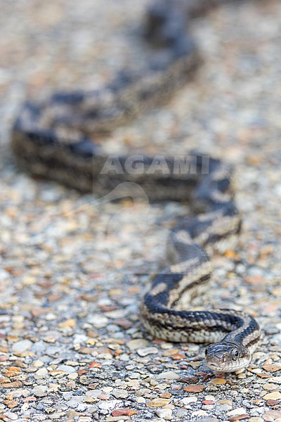 Western Ratsnake (Pantherophis obsoletus) also known as the western rat snake, black rat snake, pilot black snake, or simply black snake – is a nonvenomous species of Colubridae stock-image by Agami/Jacob Garvelink,
