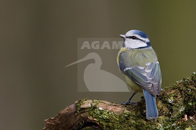 Blue Tit perched; Pimpelmees zittend stock-image by Agami/Han Bouwmeester,