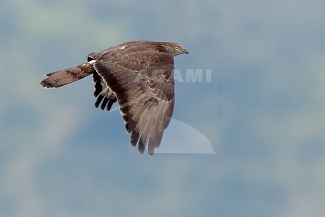 Wespendief in vlucht; European Honey Buzzard in flight stock-image by Agami/Daniele Occhiato,