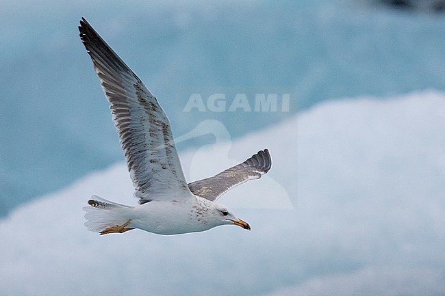  stock-image by Agami/Saverio Gatto,