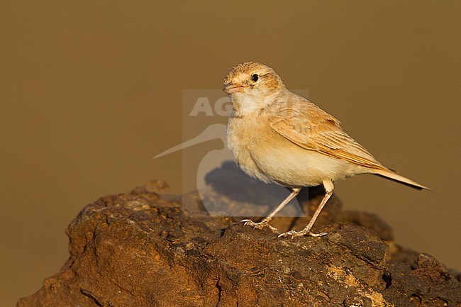 Bar-tailed Desert Lark (Ammomanes cincturus); Morocco, adult stock-image by Agami/Ralph Martin,