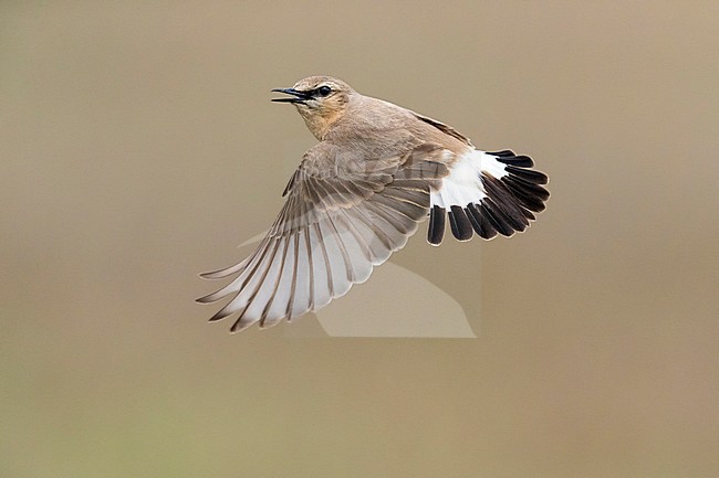Male Isabelline Wheatear flying over the steppe of Kazakhstan. May 2017. stock-image by Agami/Vincent Legrand,
