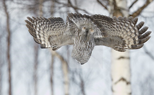 Jagende Laplanduil, Hunting Great Grey Owl stock-image by Agami/Markus Varesvuo,