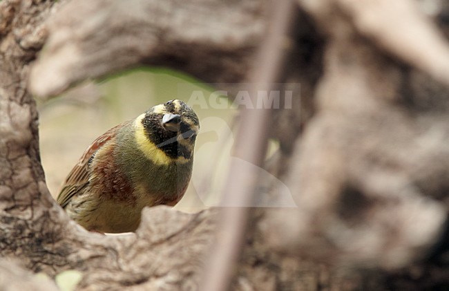 Volwassen mannetje Cirlgors, Adult male Cirl Bunting stock-image by Agami/Markus Varesvuo,