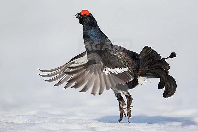 Adult male Black Grouse (Lyrurus tetrix tetrix) at a lek in Germany during early spring with lots of snow. Jumping as high as possible to attract a female. stock-image by Agami/Ralph Martin,