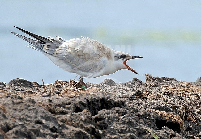 Juvenile Gull-billed Tern (Gelochelidon nilotica) begging for food during late summer in Netherlands. Breeding birds from further north staging on Dutch induated buld fields. stock-image by Agami/Fred Visscher,