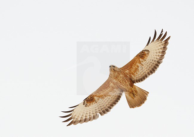 Steppebuizerd in de vlucht; Steppe Buzzard in flight stock-image by Agami/Markus Varesvuo,