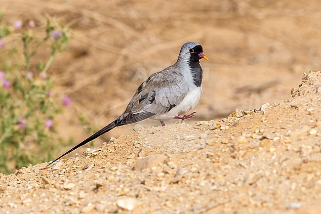 Male adult Namaqua Dove walking near Yotvata, Israel. April 14, 2013. stock-image by Agami/Vincent Legrand,