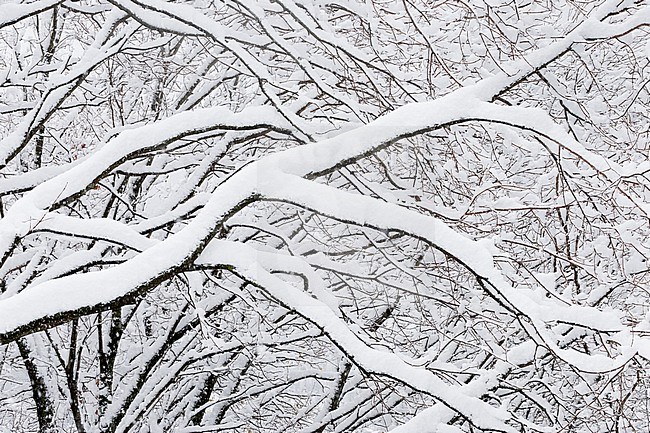 Snowy Landscape, pattern of branches covered in snow, Campania, Italy stock-image by Agami/Saverio Gatto,