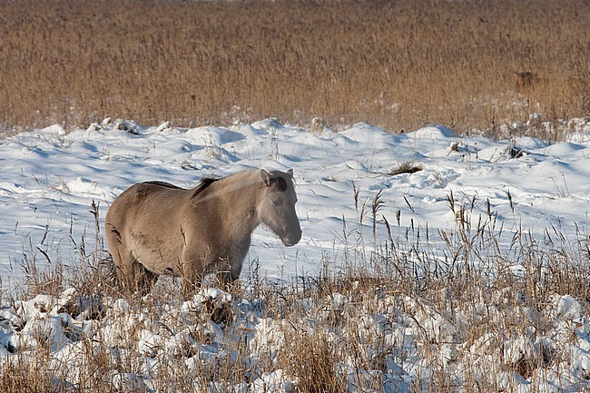 Semi-feral Konik horses on Lentevreugd near Wassenaar in the Netherlands during a cold winter. Looking to the right. stock-image by Agami/Arnold Meijer,