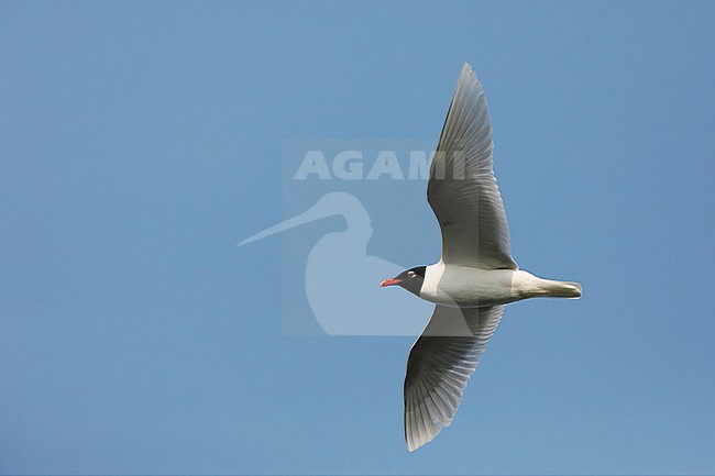 Zwartkopmeeuw; Mediterranean Gull; stock-image by Agami/Chris van Rijswijk,