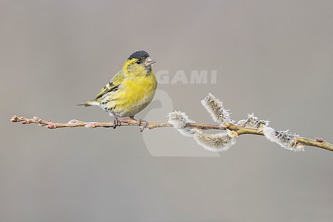 European siskin male perched on a willow branch, Alain Ghignone stock-image by Agami/Alain Ghignone,