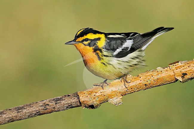 Adult male breeding
Galveston Co., TX
April 2005 stock-image by Agami/Brian E Small,