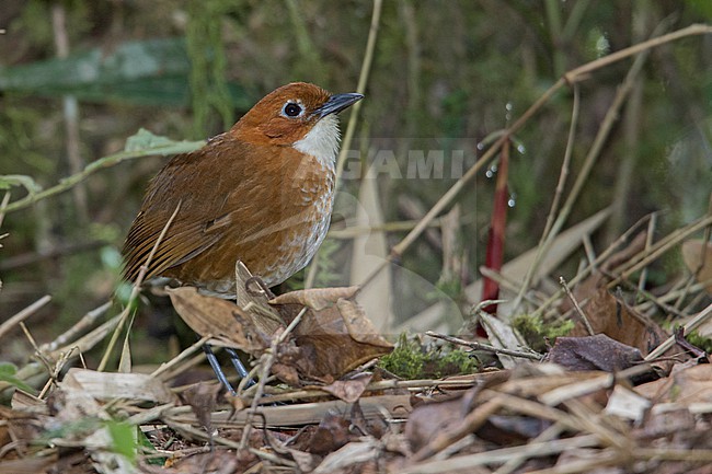 Red-and-white Antpitta (Grallaria erythroleuca) at Wayqecha, Peru. stock-image by Agami/Tom Friedel,
