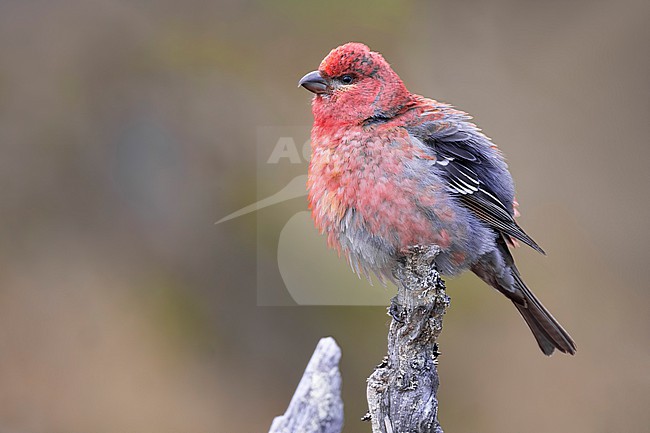 Male Pine Grosbeak (Pinicola enucleator) in Finland. stock-image by Agami/Daniele Occhiato,