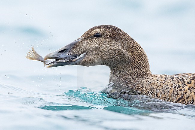 Common Eider (Somateria mollissima borealis), close-up of an adult female feeding on a Sole, Southern Region, Iceland stock-image by Agami/Saverio Gatto,