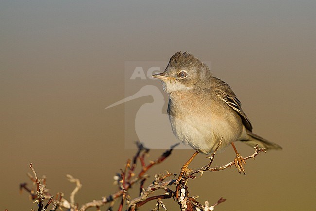 Common Whitethroat - Dorngrasmücke - Sylvia communis ssp. rubicola, Kazakhstan, adult male stock-image by Agami/Ralph Martin,