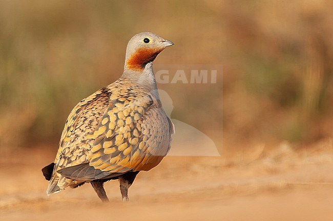 Black-bellied Sandgrouse (Pterocles orientalis) in the steppes near Belchite in Spain. stock-image by Agami/Marc Guyt,