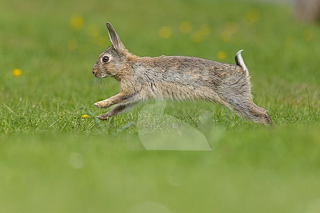 Rabbit (Oryctolagus cuniculus) running in the grass in Evere, Brussels, Brabant, Belgium. stock-image by Agami/Vincent Legrand,