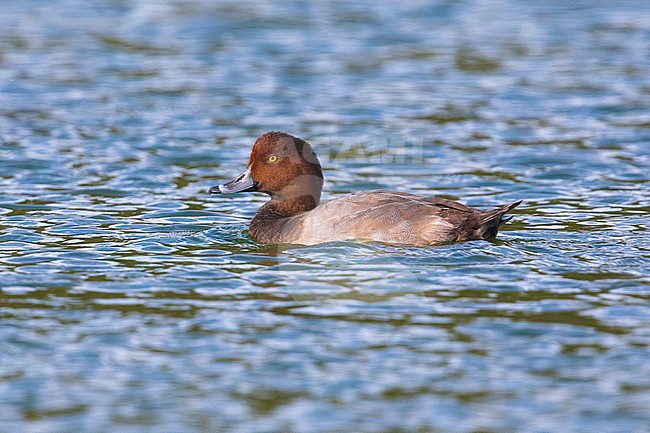 Mela Redhead stock-image by Agami/Daniele Occhiato,