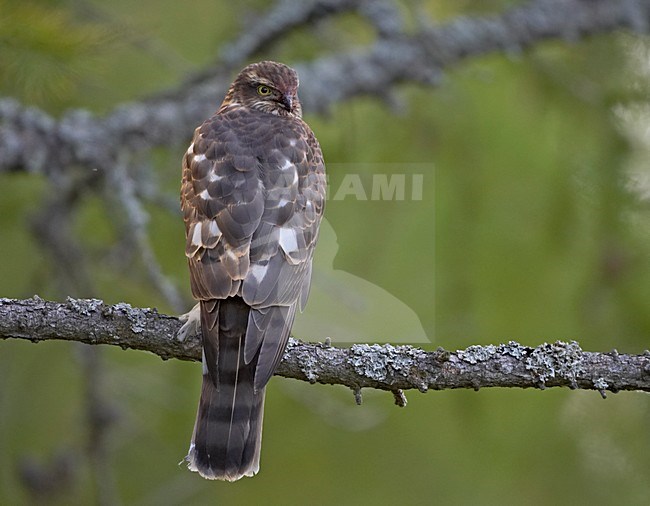 Sperwer, Eurasian Sparrowhawk, Accipiter nisus stock-image by Agami/Jari Peltomäki,