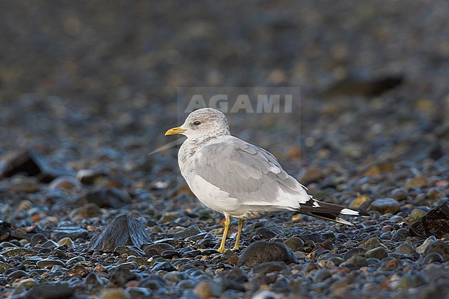 Amerikaanse Stormmeeuw, Short-billed Gull, Larus brachyrhynchus stock-image by Agami/Glenn Bartley,