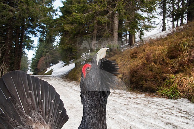 Adult male Western Capercaillie (Tetrao urogallus crassirostris) displaying on public road in a forest in Germany. stock-image by Agami/Ralph Martin,