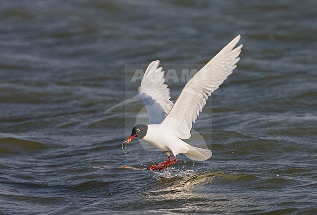 Mediterranean Gull adult feeding on water surface; Zwartkopmeeuw volwassen fouragerend op het wateroppervlak stock-image by Agami/Marc Guyt,