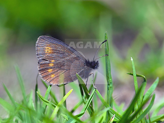 Bergerebia / Small Mountain Ringlet (Erebia epiphron) stock-image by Agami/Wil Leurs,
