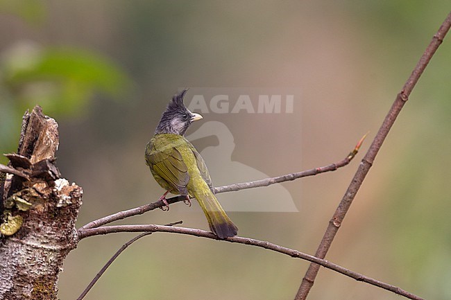 Crested Finchbill (Spizixos canifrons) at Doi Lang, Thailand stock-image by Agami/Helge Sorensen,