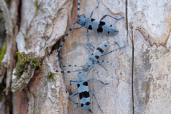 Fighting Male Rosalia longicorn (Roasila alpina) and a female  in the background on a maple tree stock-image by Agami/Mathias Putze,