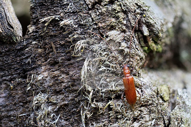 Obrium cantharinum - Dunkelbeiniger Flachdeckenbock, Germany (Baden-Württemberg), imago stock-image by Agami/Ralph Martin,