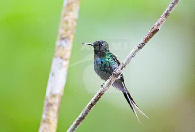 Groene Draadkolibrie zittend op takje; Green Thorntail perched on a twig stock-image by Agami/Marc Guyt,