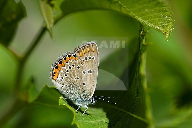 Wikkeblauwtje / Amanda's Blue (Polyommatus amandus) stock-image by Agami/Wil Leurs,