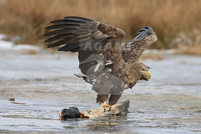 Zeearend met grote vis; White-tailed Eagle preying on large fish stock-image by Agami/Jacques van der Neut,