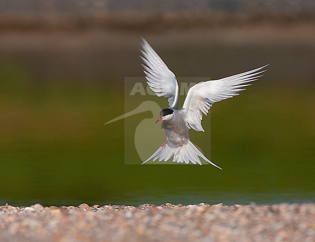 Common Tern (Sterna hirundo) on Wadden island Texel in the Netherlands. Adult landing near its nest. stock-image by Agami/Marc Guyt,
