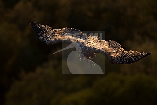 Eurasian Griffon Vulture - Gänsegeier - Gyps fulvus ssp. fulvus, Spain stock-image by Agami/Ralph Martin,