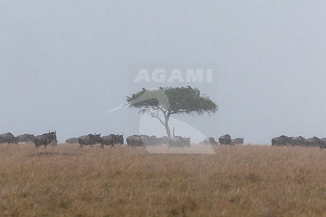 A herd of wildebeests, Connochaetes taurinus, in a hard rain. Masai Mara National Reserve, Kenya. stock-image by Agami/Sergio Pitamitz,