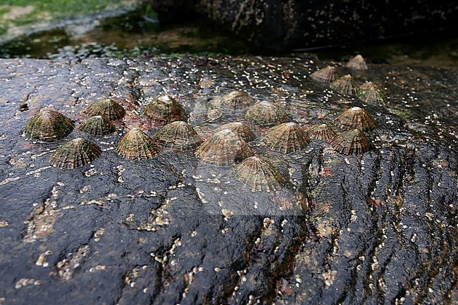 Limpits can be found on rocky coasts. stock-image by Agami/Jacques van der Neut,
