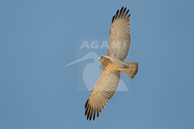 Juveniele Slangenarend in flight; Juvenile Short-toed Eagle in flight stock-image by Agami/Daniele Occhiato,