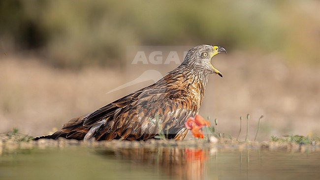 Red kite screaming by the water with poppies. stock-image by Agami/Onno Wildschut,