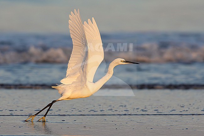 Little Egret (Egretta garzetta), side view of an individual taking off from the water, Campania, Italy stock-image by Agami/Saverio Gatto,
