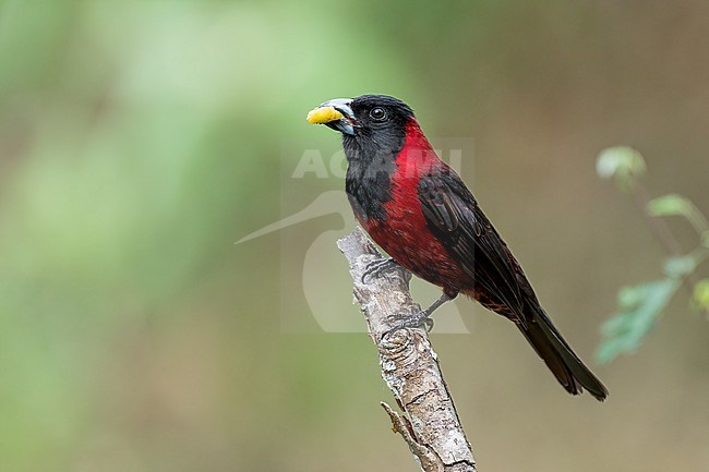 Adult male
Nuevo Leon, Mexico
May 2022 stock-image by Agami/Brian E Small,